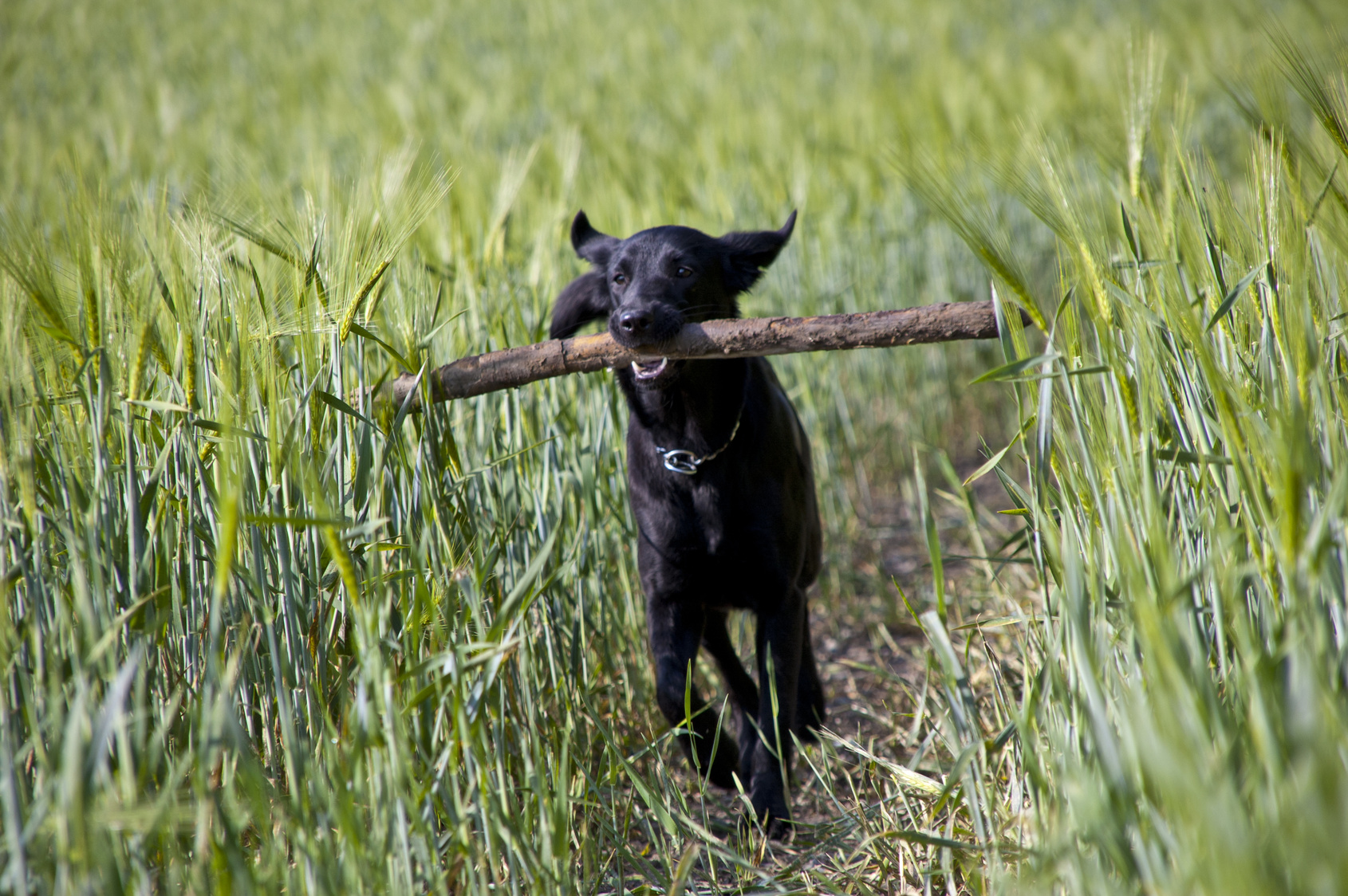 Hund rennt mit Stöckchen