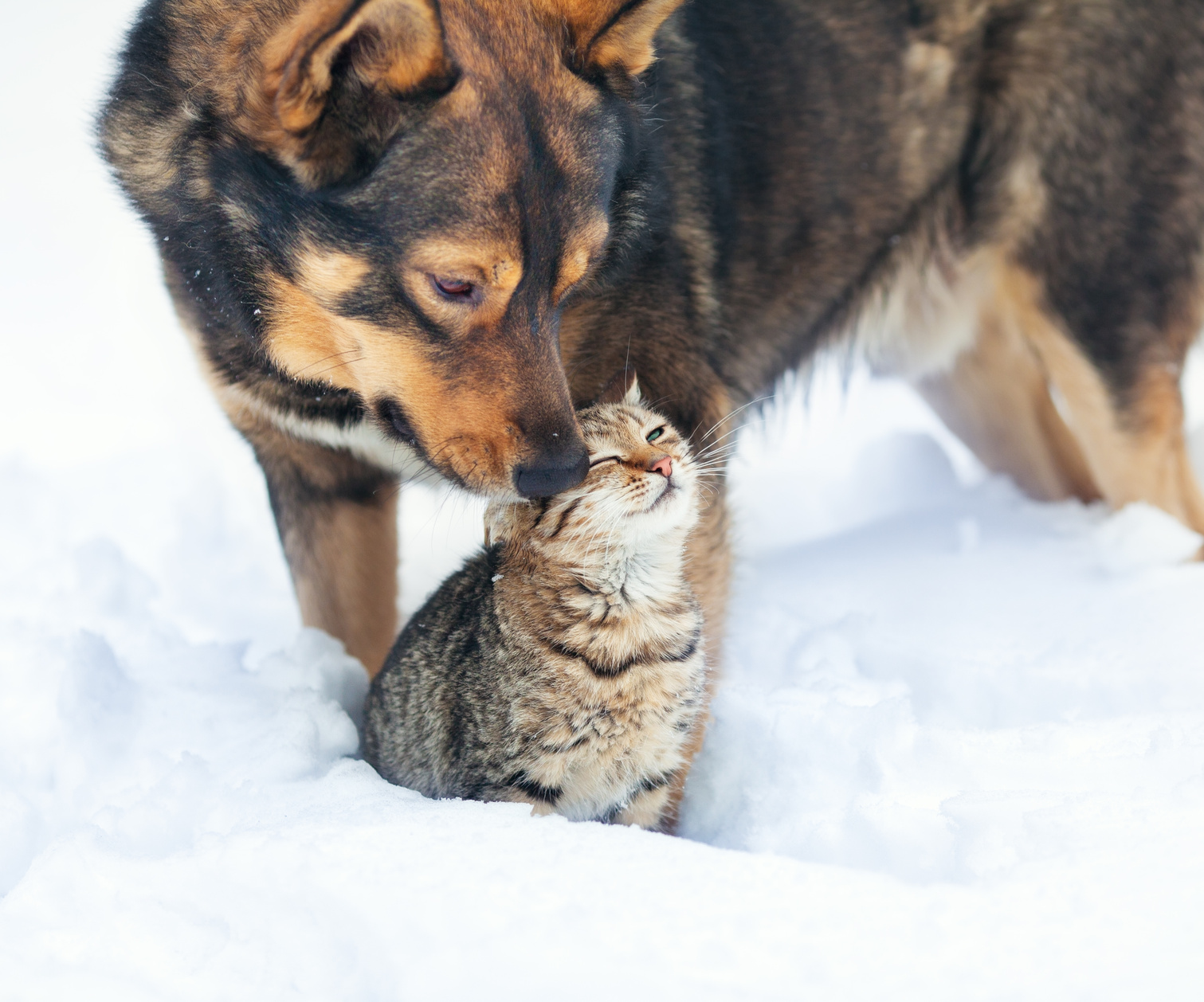 Hund und Katze im Winter