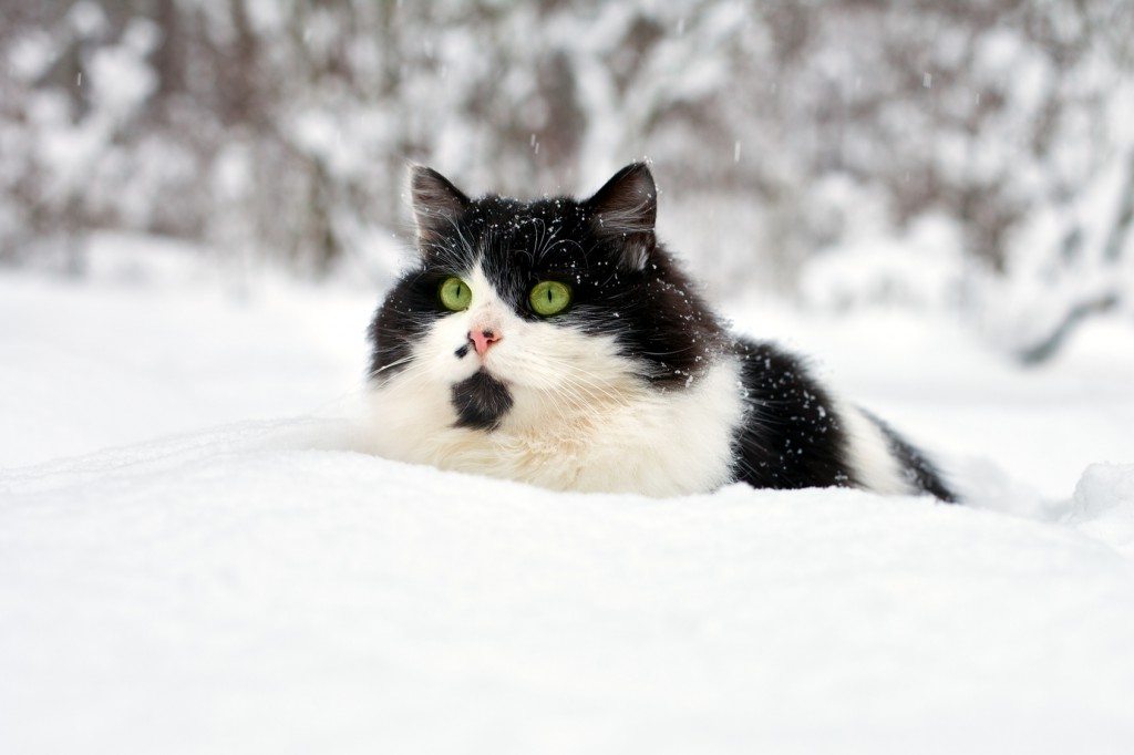 Katze im Schnee