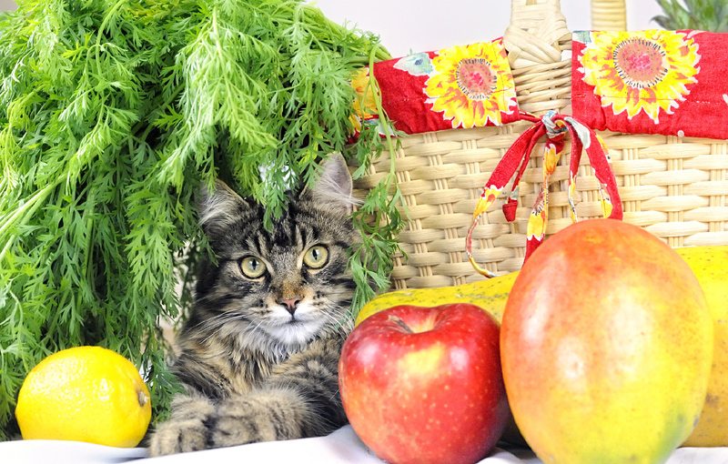 Katze vegan ernähren