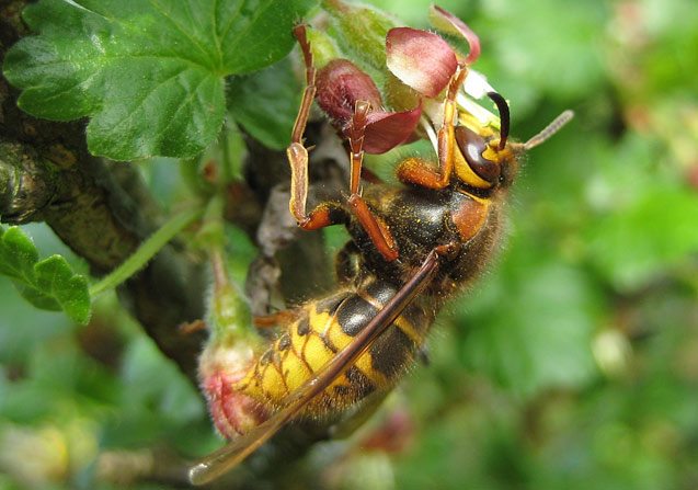 insekten