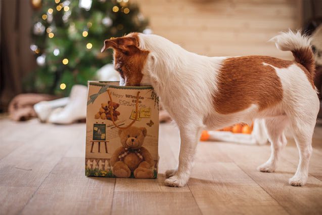 hund weihnachten