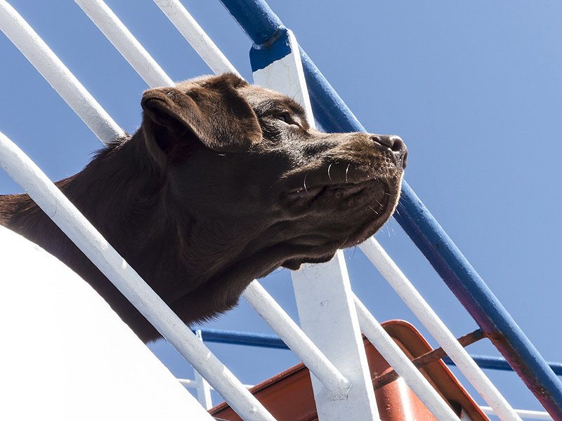 Hund auf dem Schiff