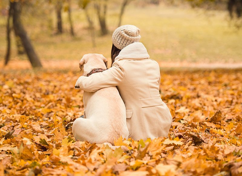 goldenretriever