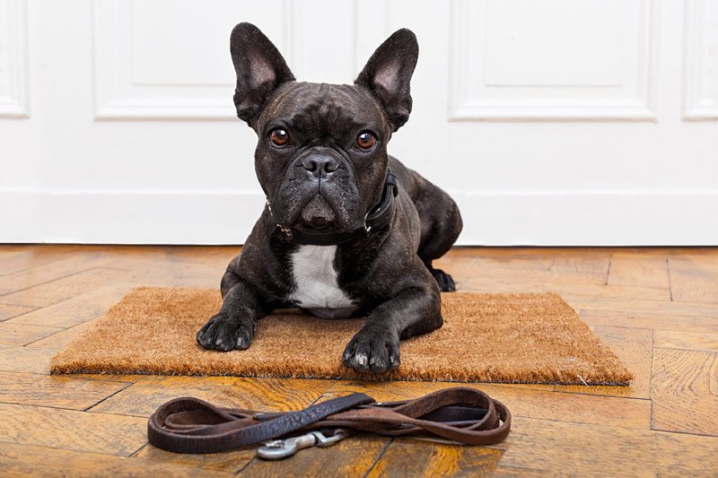 Französische Bulldogge