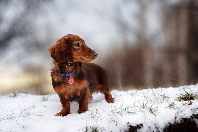 Hund im Winter