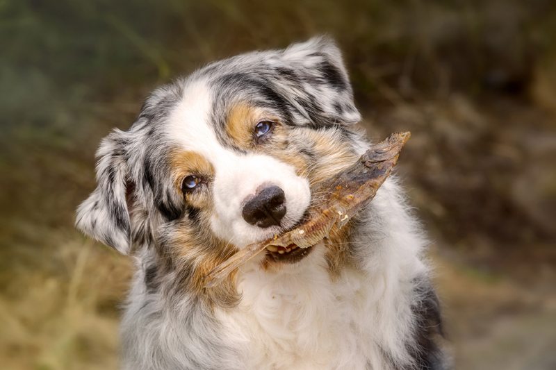 Australian Shepherd