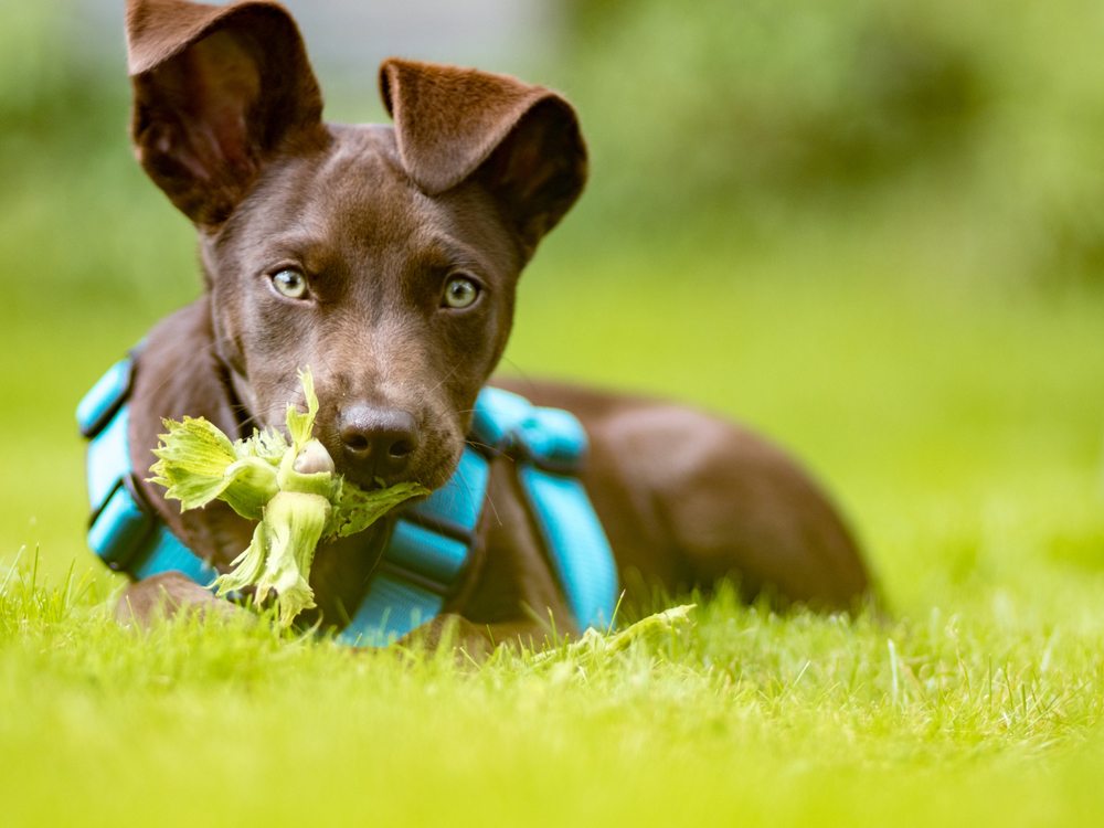 Nüsse können für Hunde gefährlich werden