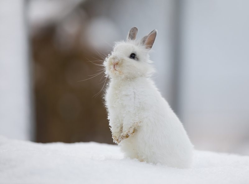 Kaninchen im Winter