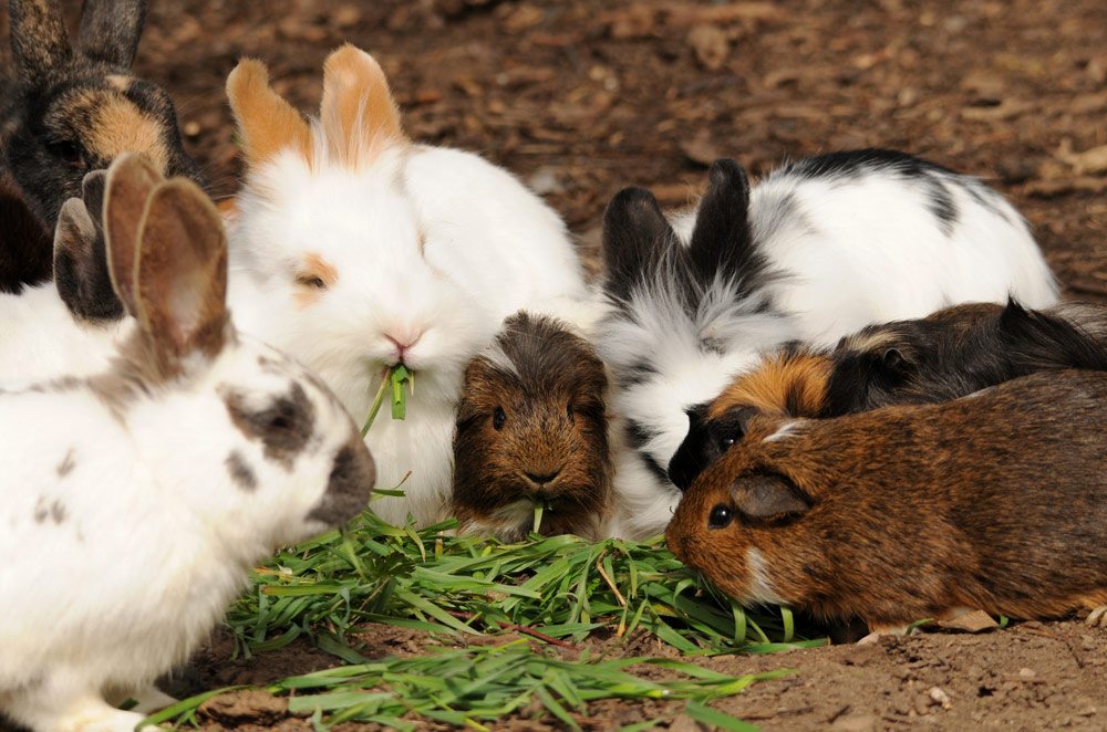 Meerschwein und Kaninchen