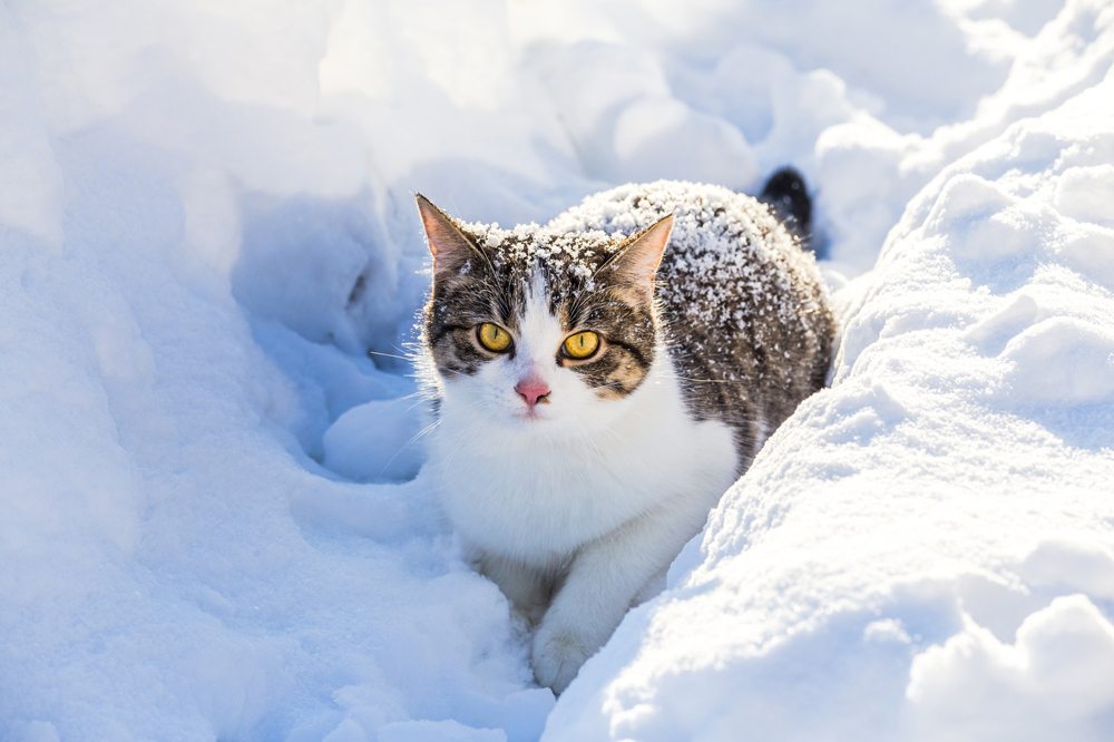 Katze im Winter