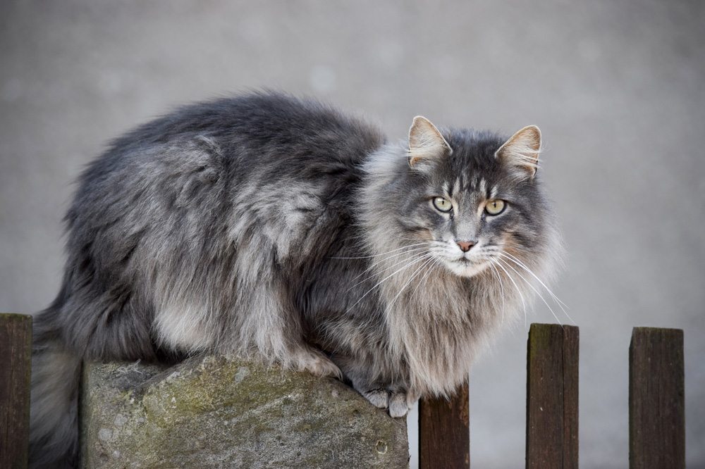 Norwegische Katzen