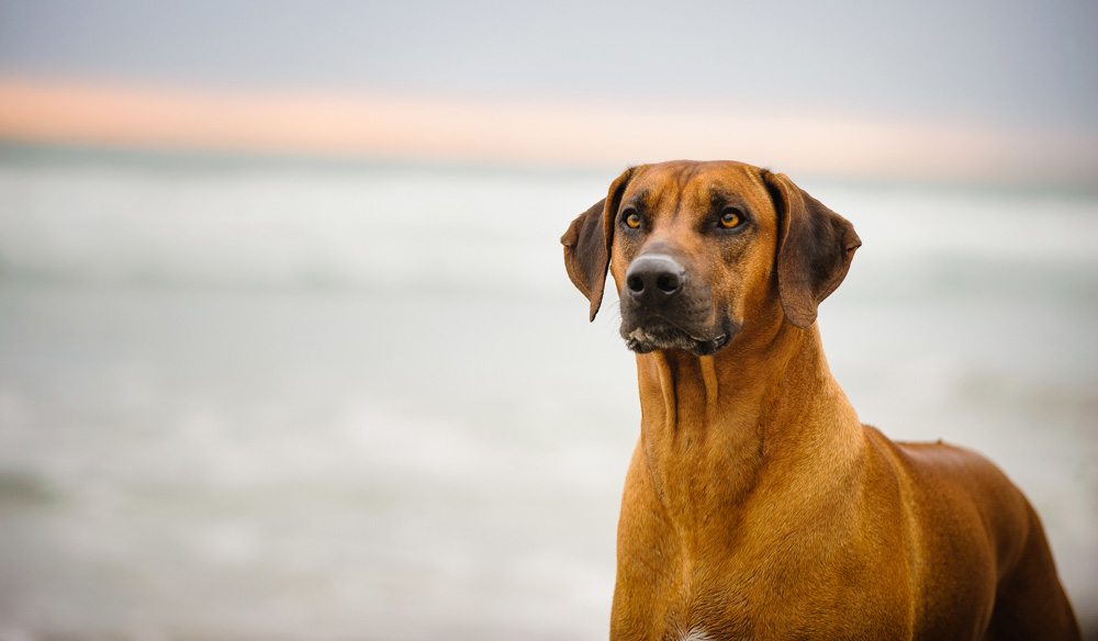 Rhodesian Ridgeback