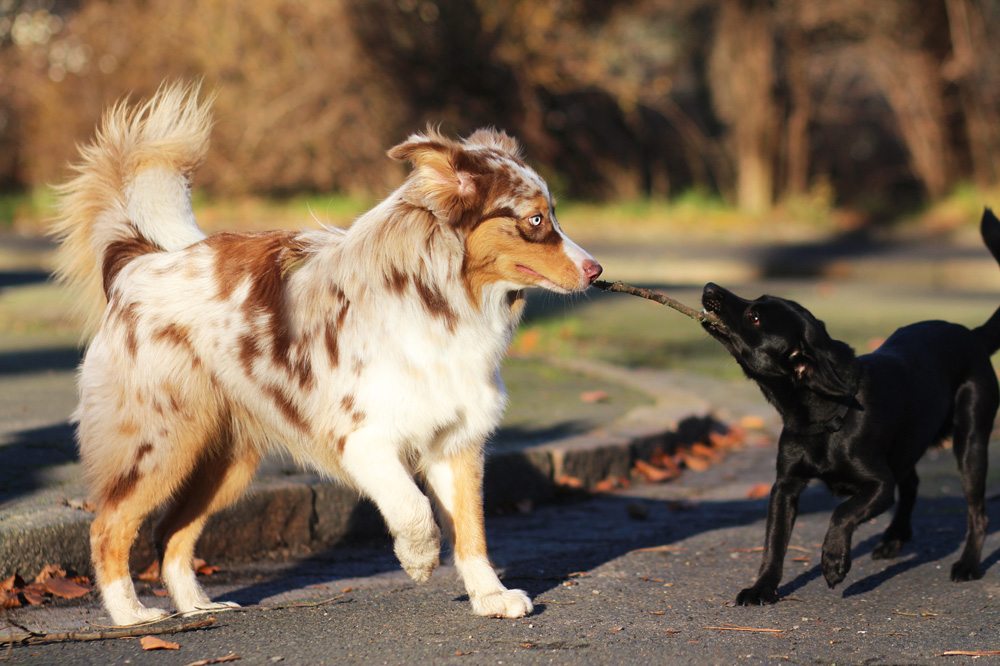 Zwei Hunde beim Spielen