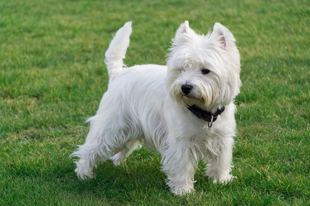 West Highland White Terrier in the garden