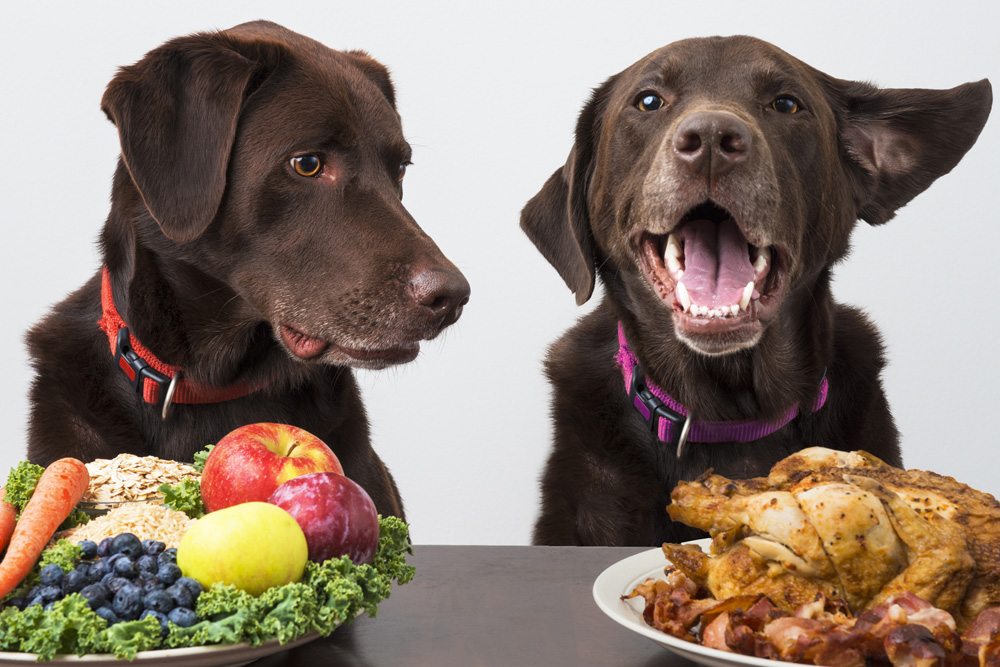 Obst und Gemüse für Hunde