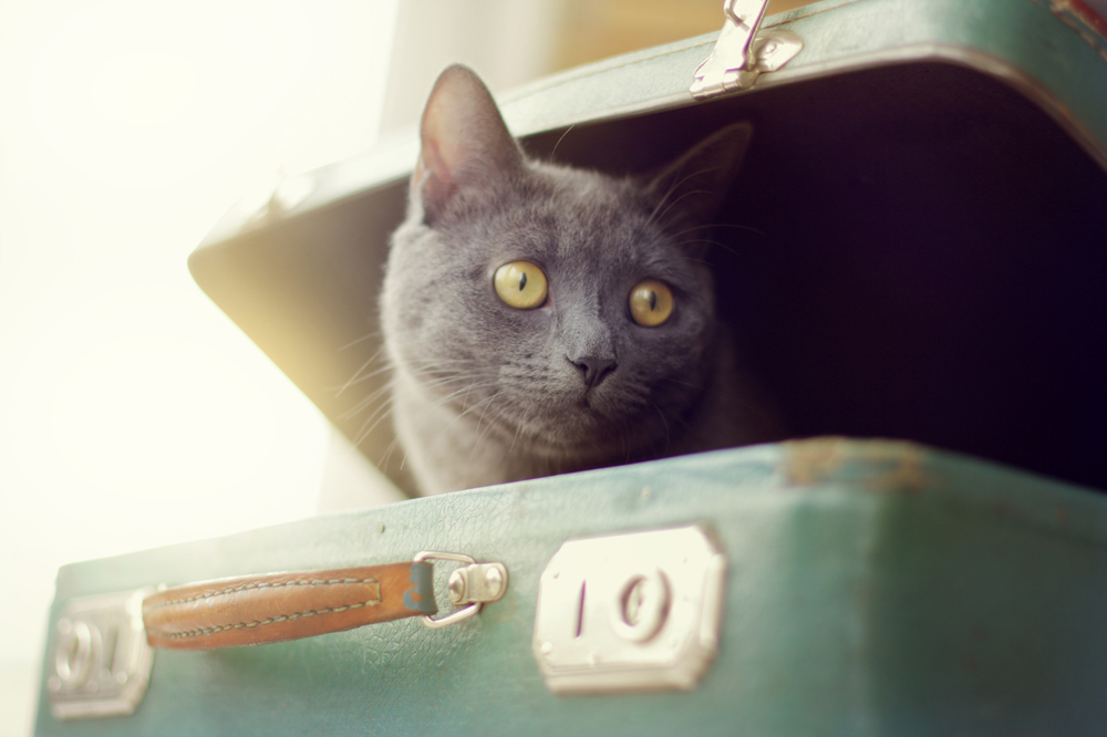 Einreisebestimmungen Katzen