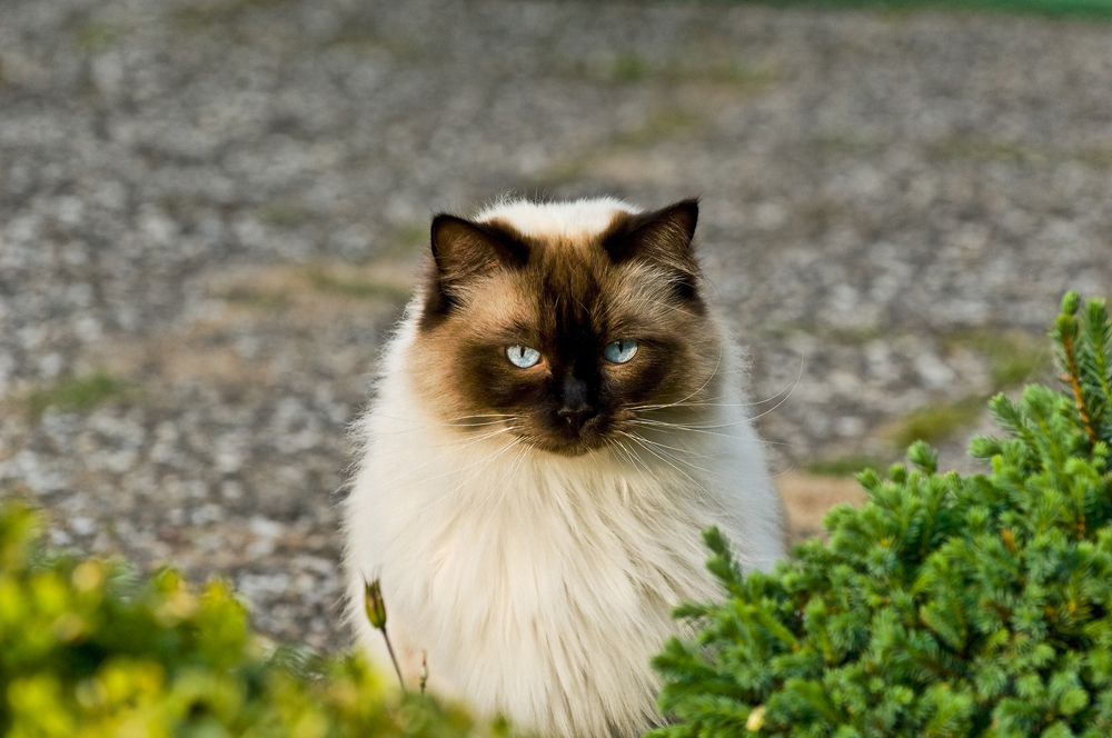 Ragdoll