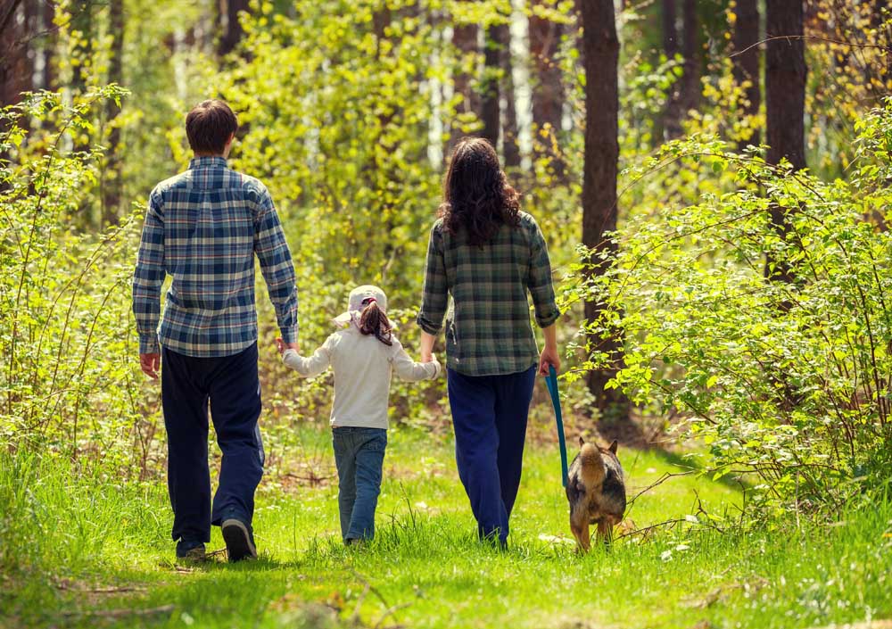 Spaziergang im Wald